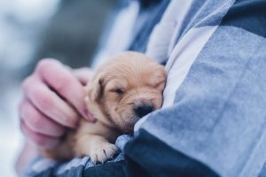 Veterinären ger omsorg och hjälp