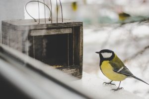 Titta på fåglar hemma